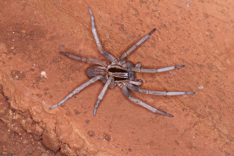 Miturga_ZZ345_D3445_Z_89_E. of Nuendah homestead_Australie.jpg